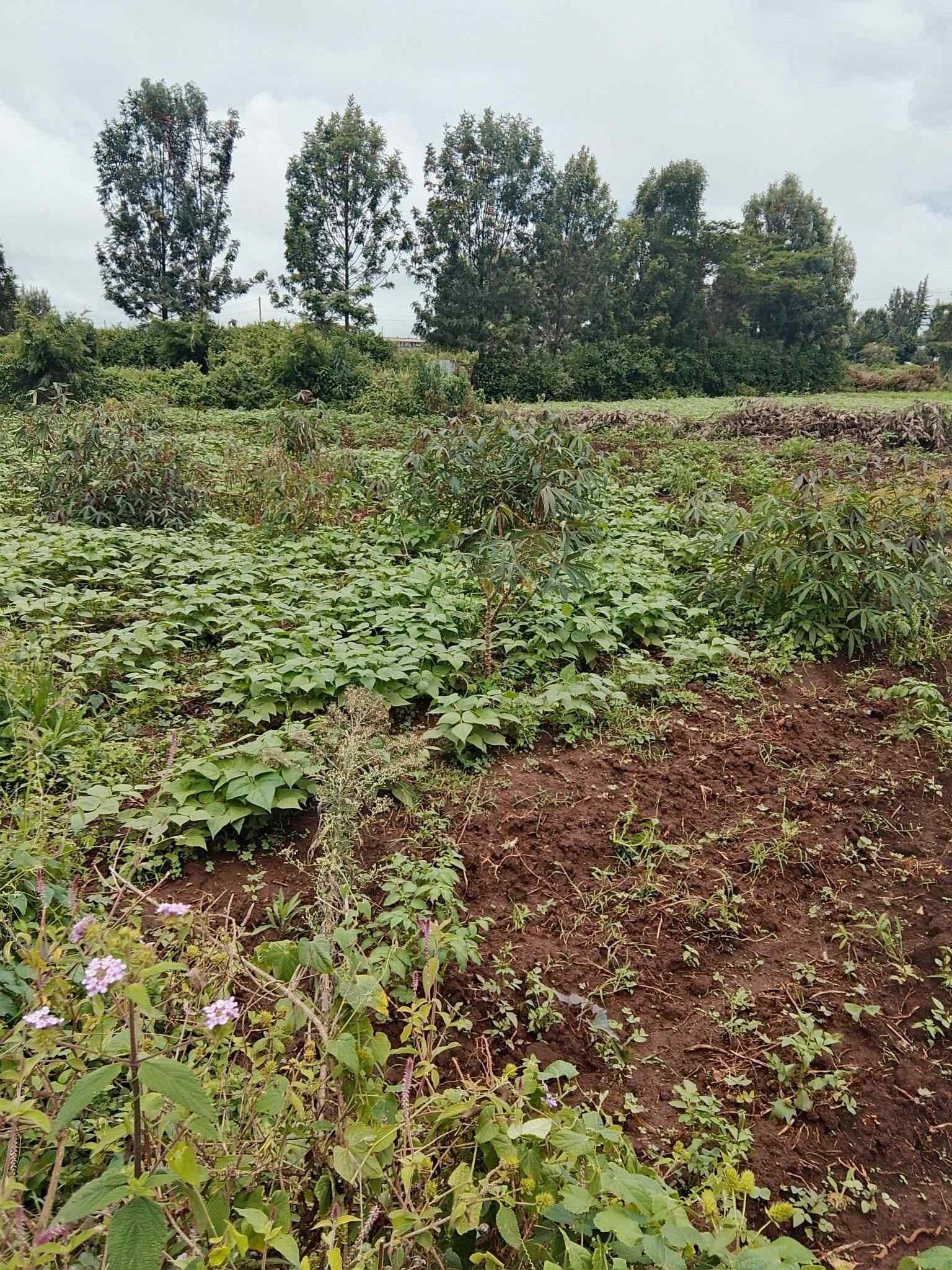 Prime 50 x 100 Plot for Sale β Nakuru - Image 1