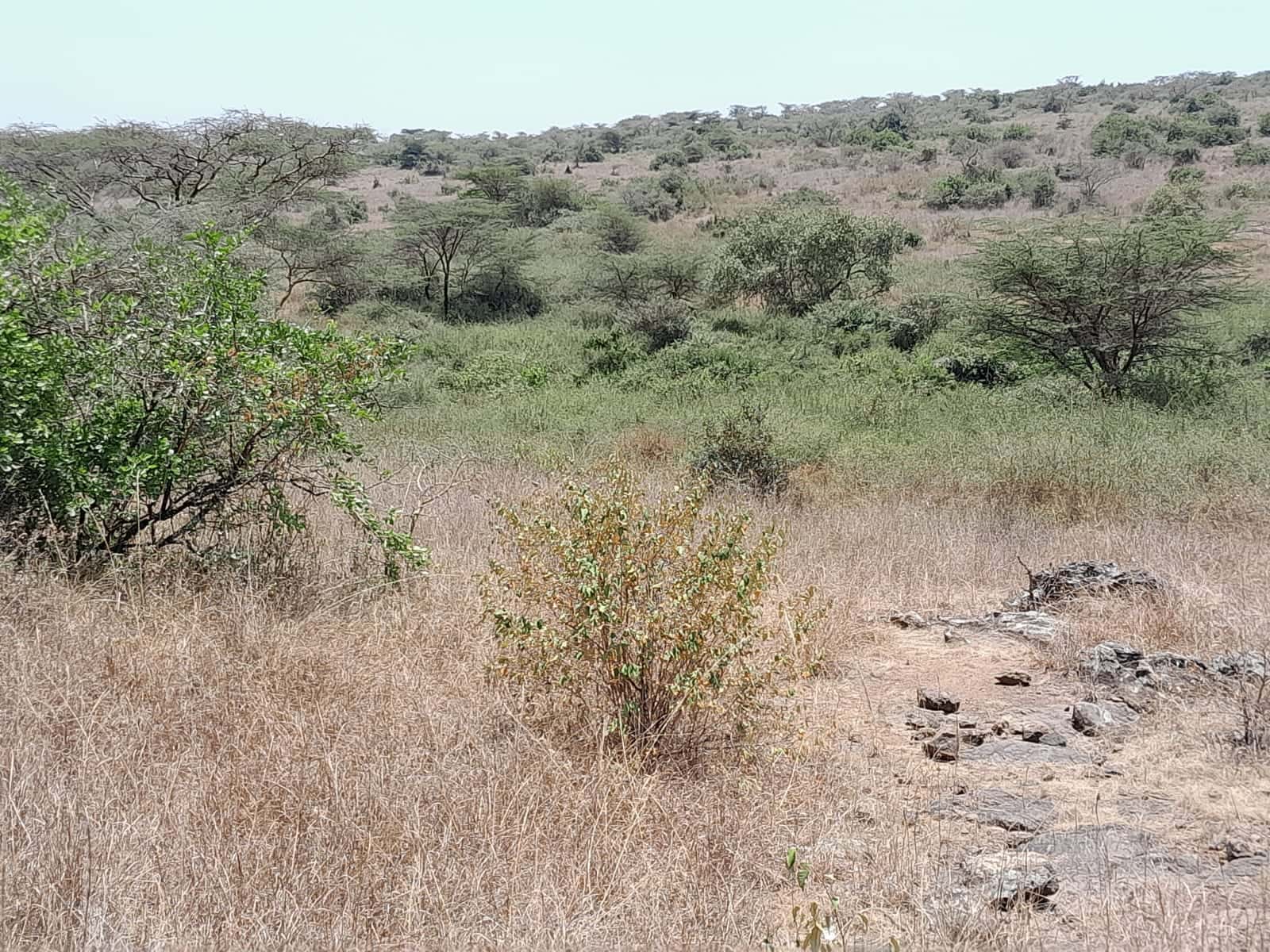 Prime 15 Acres Land for Sale Near Maasai Lodge – KES 12M Per Acre thumbnail 4
