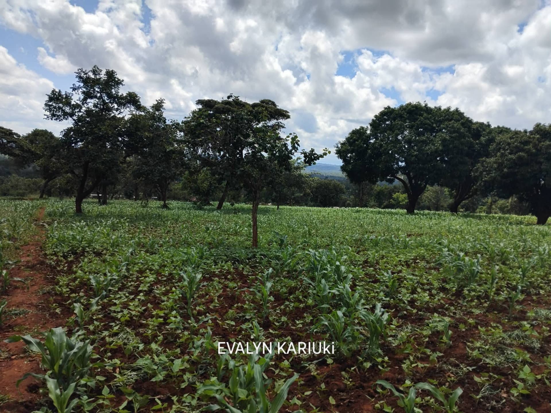 Land For Sale in Embu Mbeti Kiamuringa 1 Acre and Half