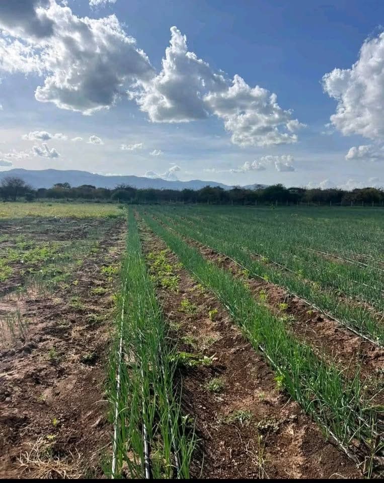 Mashuru Kajiado Farm Lands for Sale