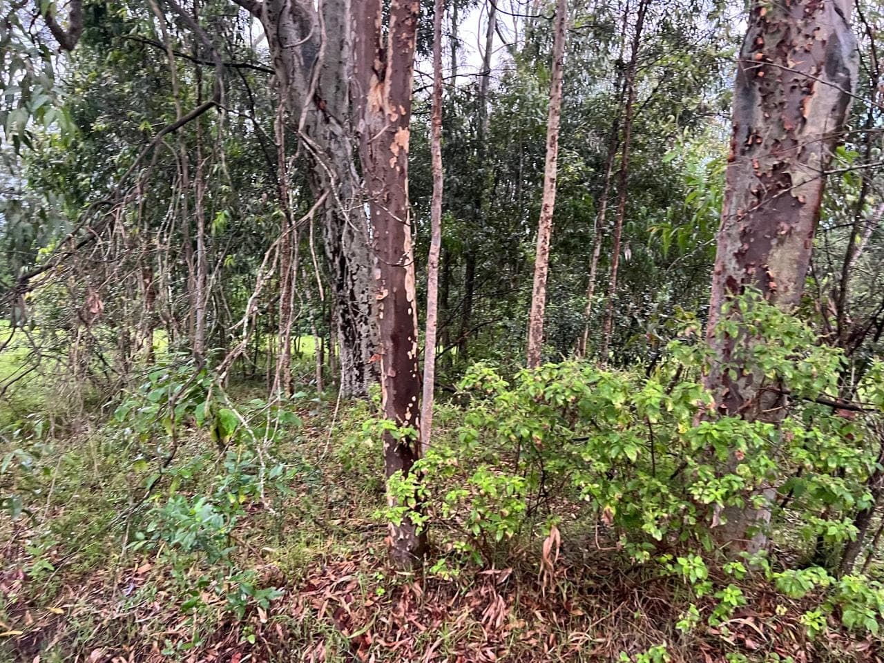 Prime 5 Acres for Sale Along Lang'ata South Road, Karen – Touching Tarmac